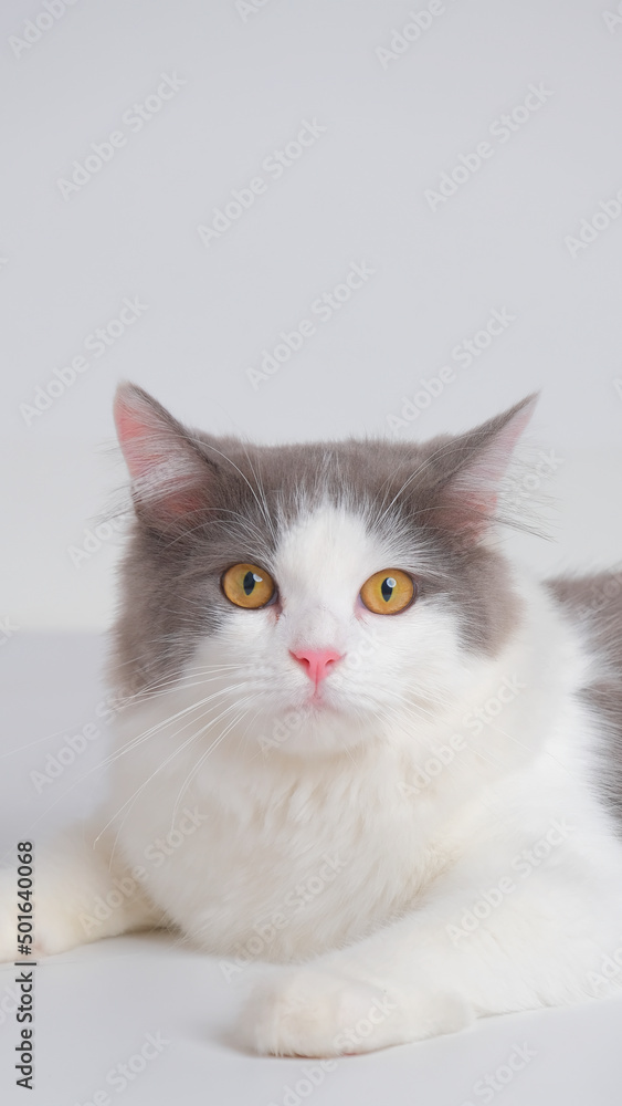 Fototapeta premium gray and white female persian fluffy cat photo shoot session studio with white background with cat expression
