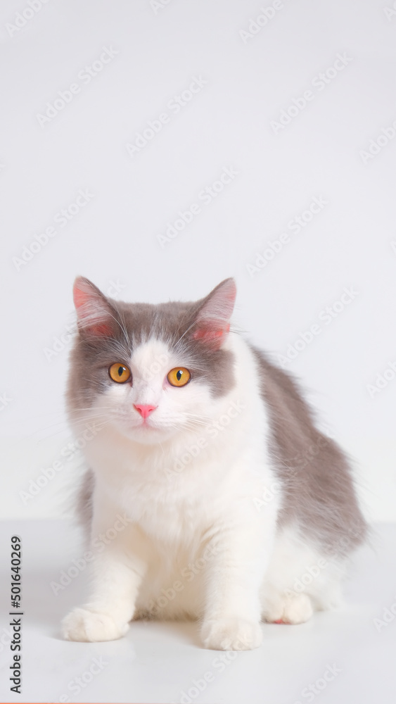 gray and white female persian fluffy cat photo shoot session studio with white background with cat expression