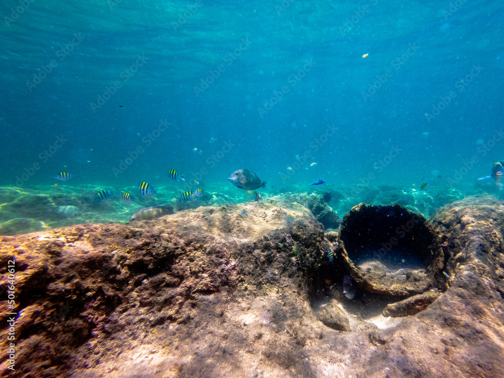 Fototapeta premium underwater view of coral reef in ocean with school of fish
