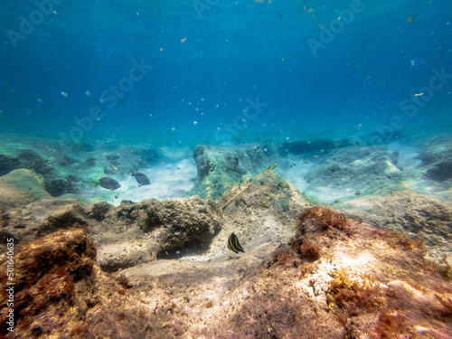 underwater view of coral reef in ocean with school of fish