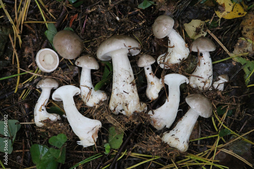 Clouded agaric mushrooms or Clitocybe nebularis (syn. Lepista nebularis) in forest photo