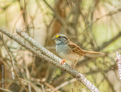 A white-throated sparrow perched on a stick in the woods. 