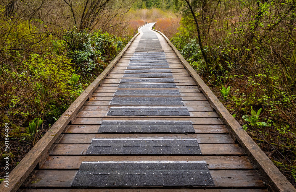 Eco path wooden walkway in the forest. Ecological trail path. Wooden path in the National park in Canada.