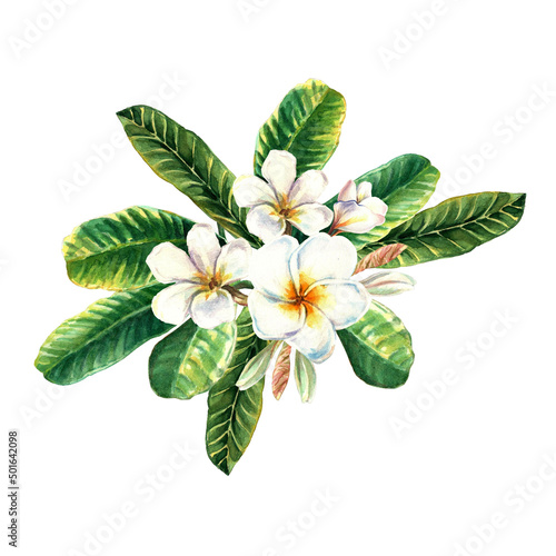 Composition of tropical flower white plumeria with leaves Hand drawn watercolour isolated on white background. Exotic Tropical Floral Element for summer design,decoration, pattern, invitation, cards