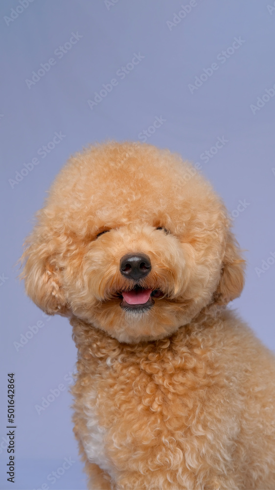 cream creamy female poodle dog photo shoot session on studio with gray blue background and happy expression cream creamy female poodle dog photo shoot session on studio with gray blue background and happy expression