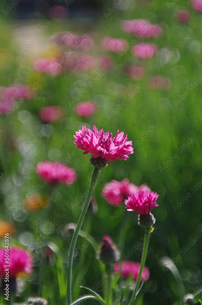 Obraz premium 矢車草