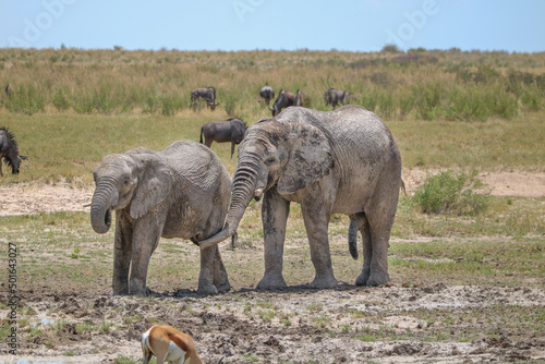 African elephant in Etsoah National Park  namibia