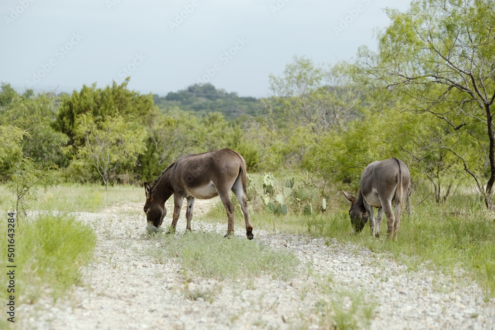 Mini donkeys grazing in scenic rural countryside landscape of Texas during summer season on farm. Mini donkeys grazing in scenic rural countryside landscape of Texas during summer season on farm.