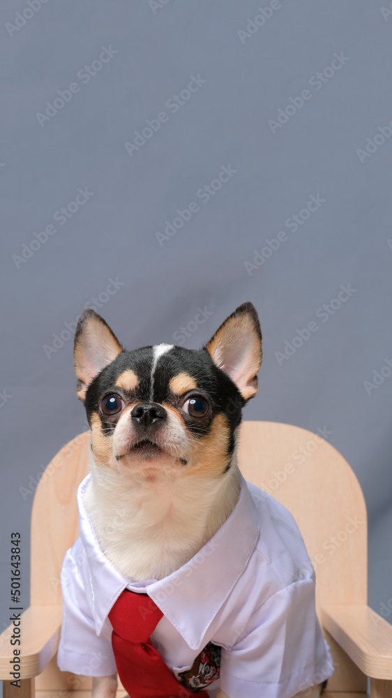 male chihuahua photoshoot studio session pet dog photography with property and background gray color