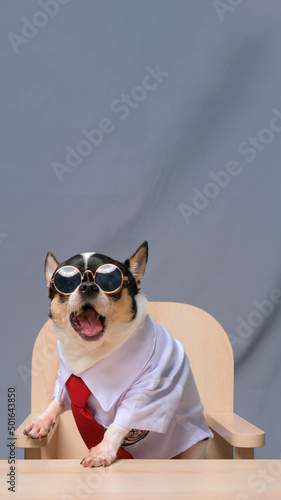 male chihuahua photoshoot studio session pet dog photography with property and background gray color