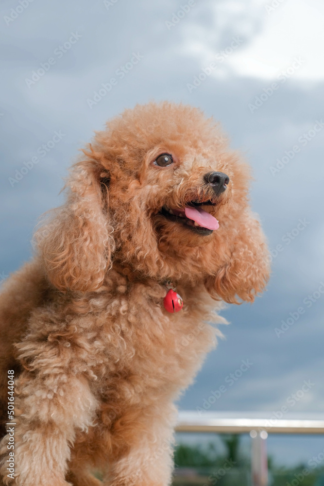 Fototapeta premium chocolate fur color poodle dog photo shoot session on studio with gray color background and happy expression
