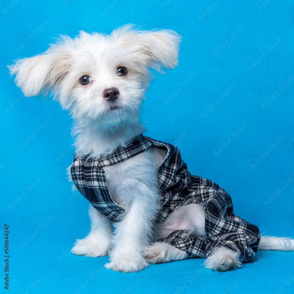 female maltese photo shoot session studio pet photography with black dress  shirt blue background and property cute expression puppy dog foto de Stock  | Adobe Stock