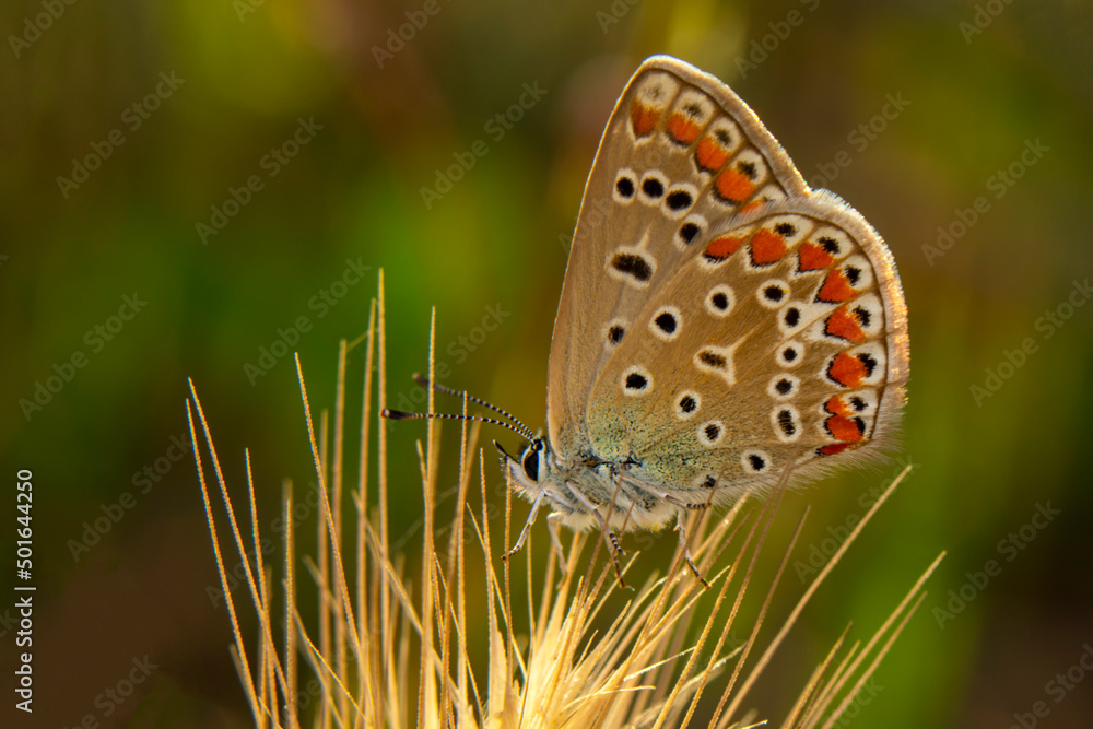 Obraz premium Macro shots, Beautiful nature scene. Closeup beautiful butterfly sitting on the flower in a summer garden.