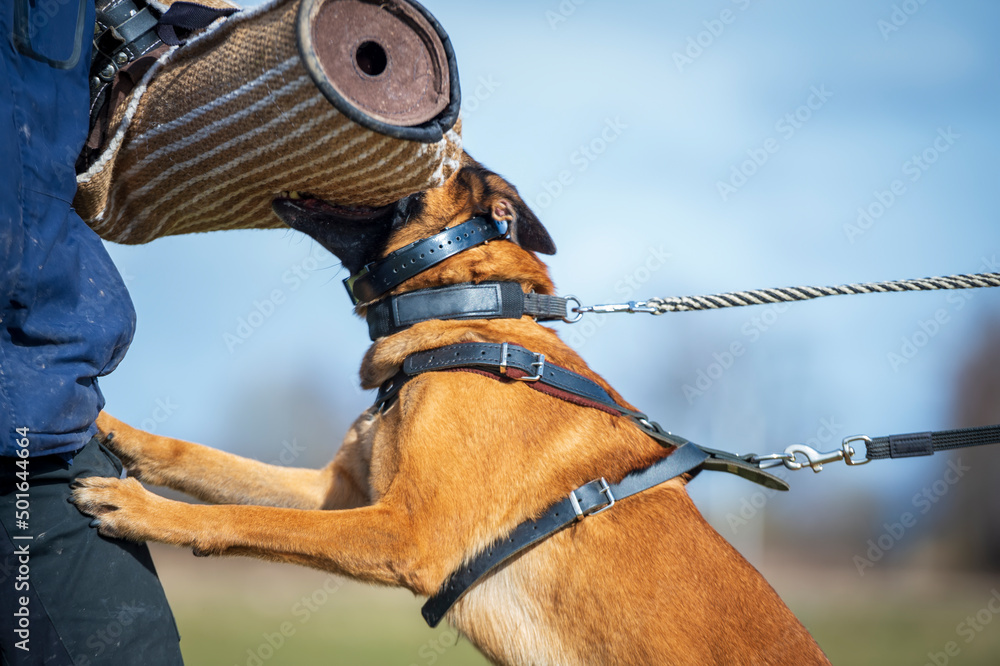 Belgian Malinois Bite Work