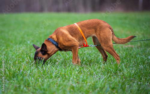 Tracking dog belgian shepherd malinois getting a smell
