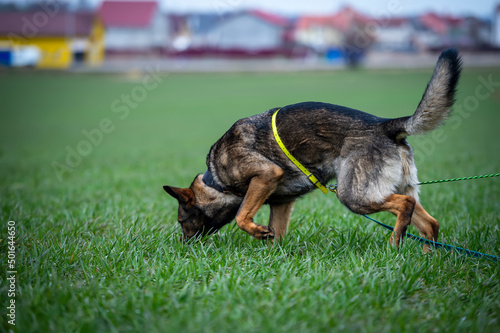 Tracking dog german shepherd getting a smell