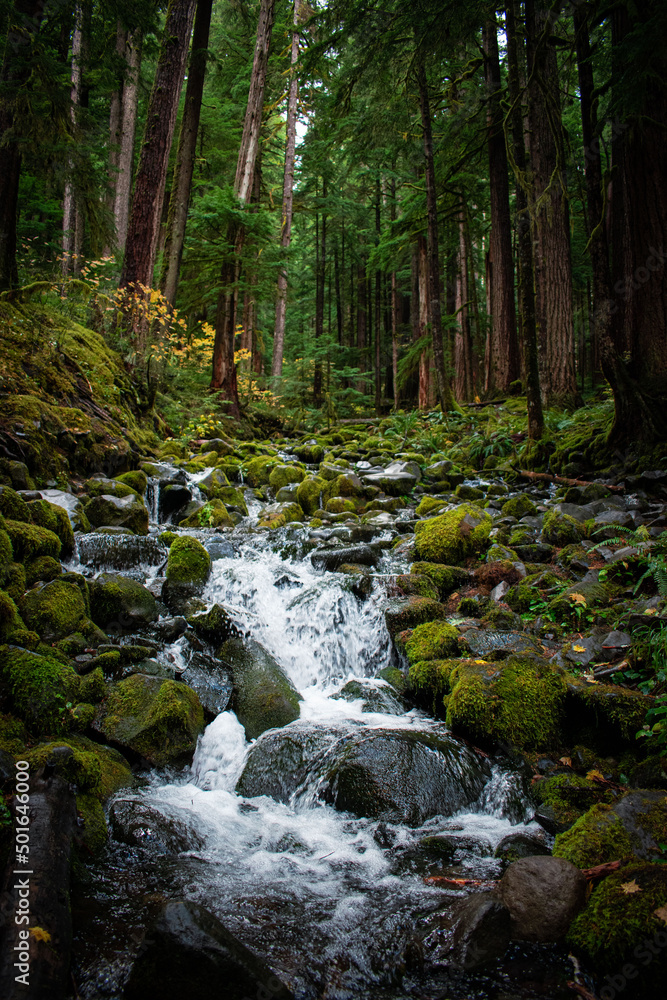 Waterfall in mossy forest Waterfall in mossy forest