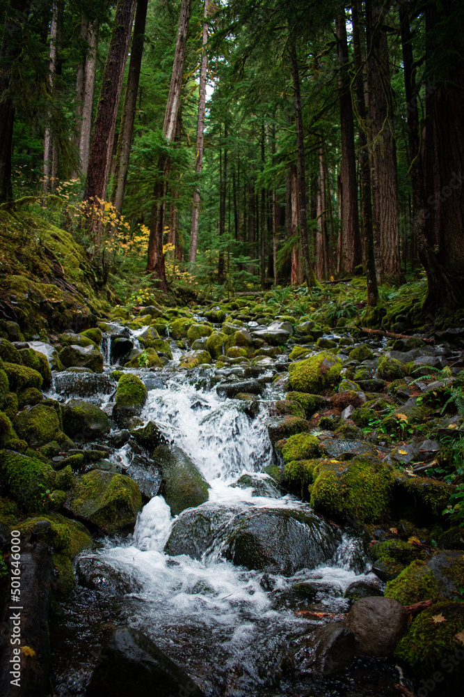 Waterfall in mossy forest