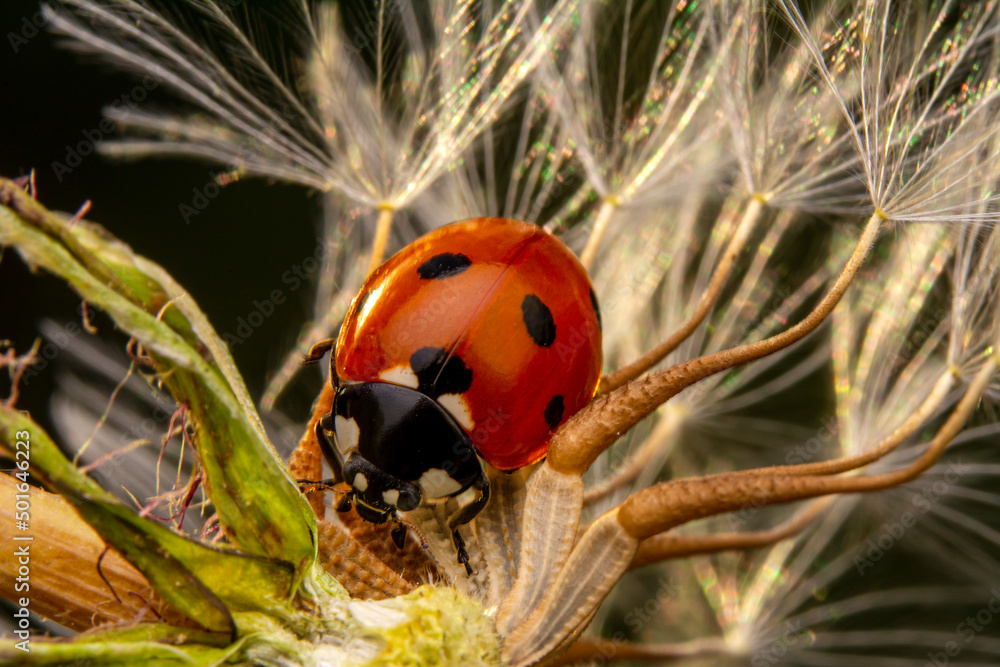 Beautiful ladybug on leaf defocused background Beautiful ladybug on leaf defocused background