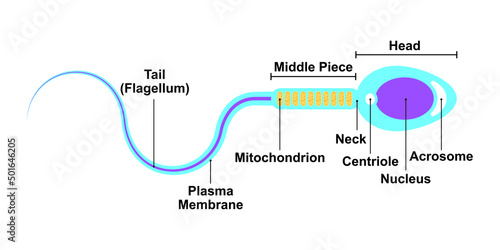 Scientific Designing of Human Sperm Cell Diagram. Colorful Symbols. Vector Illustration. photo