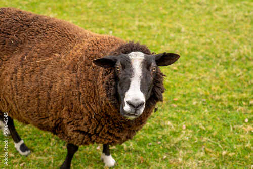 unshorn brown sheep against the background of bright juicy green grass