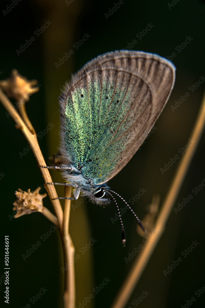 Obraz premium Macro shots, Beautiful nature scene. Closeup beautiful butterfly sitting on the flower in a summer garden.