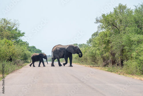 two elephants crossing the road