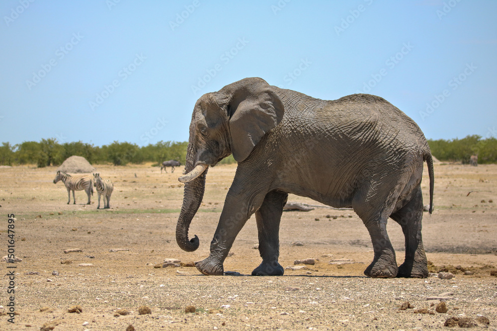 African elephant in Etsoah National Park, namibia African elephant in Etsoah National Park, namibia