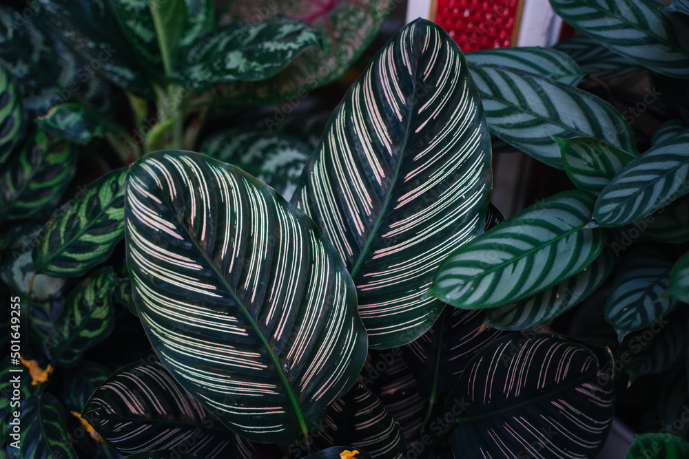 texture of leaf background.