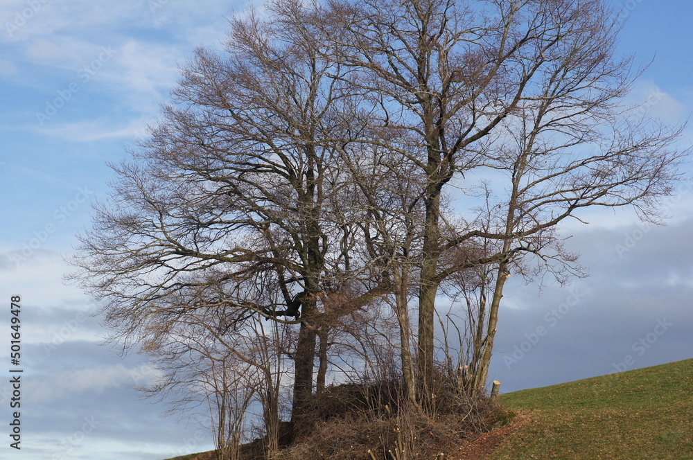 Obraz premium Bauminsel