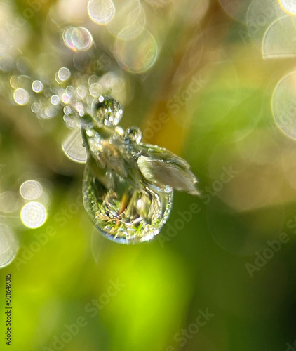 water drops on a green leaf