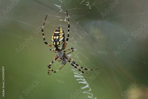 close up macro spider shot