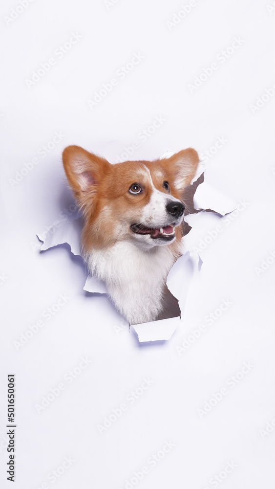 a female pembroke welsh corgi dog photoshoot studio pet photography with concept breaking white paper head through it with expression