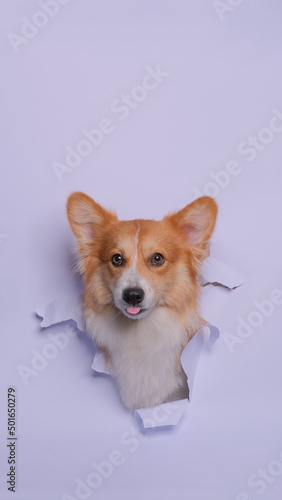 a female pembroke welsh corgi dog photoshoot studio pet photography with concept breaking gray paper head through it with expression