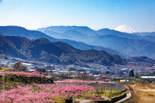 満開の桃の花が咲く風景、山梨県笛吹市