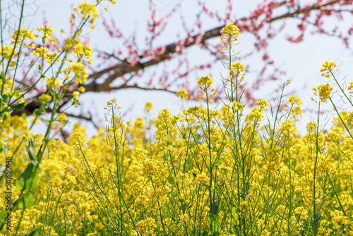 満開の桃の花が咲く風景、山梨県笛吹市