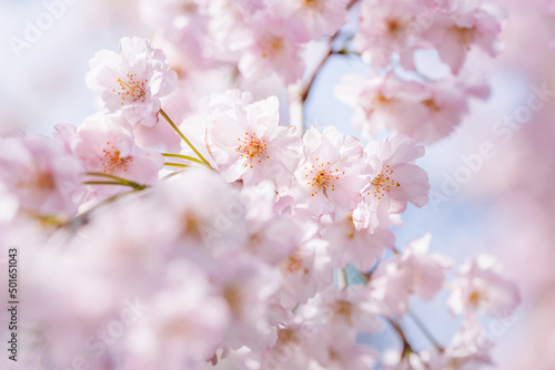 ピンクの花びらが綺麗な満開の桜の花