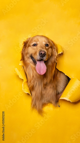 a male chocolate golden retriever dog photoshoot studio pet photography with concept breaking yellow paper head through it with expression