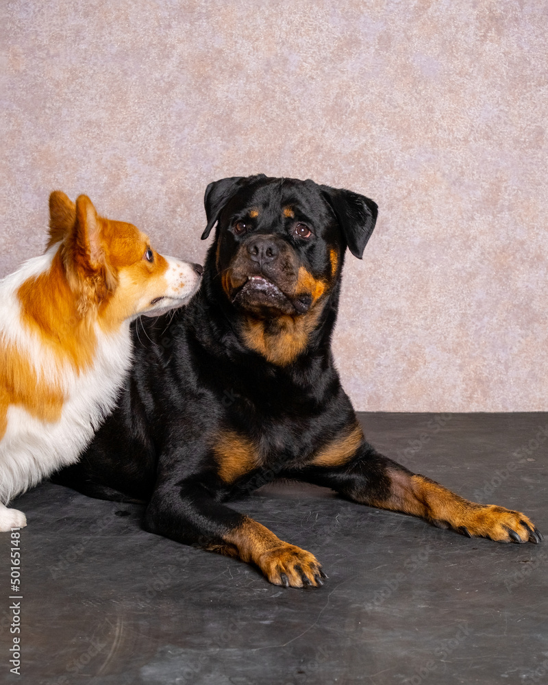 Chocolate Rottweiler