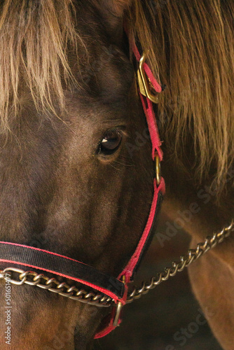 Rostro caballlo. Caballos.