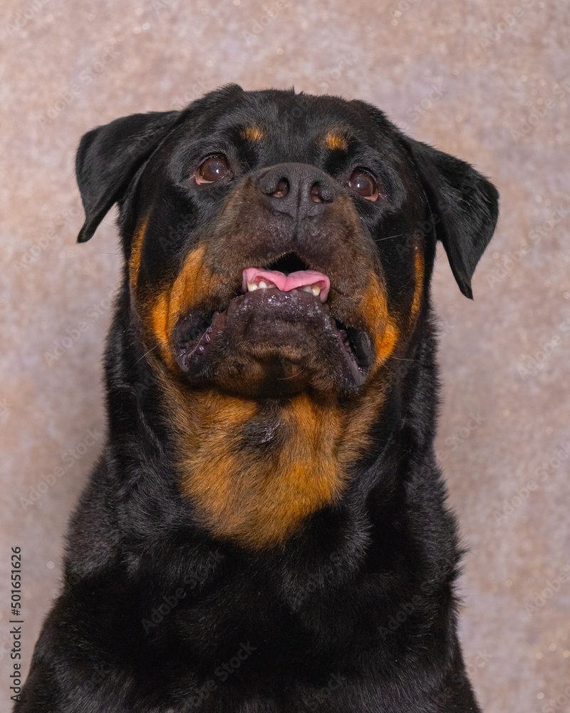 Chocolate Rottweiler
