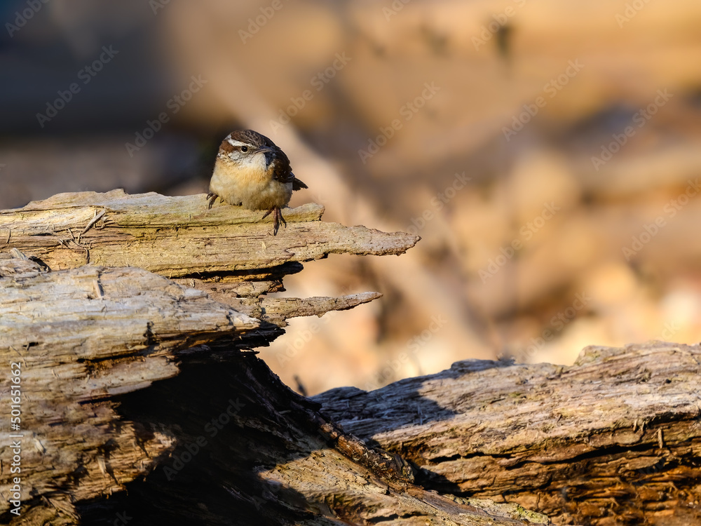 Fototapeta premium Carolina Wren perched on rotten log in spring