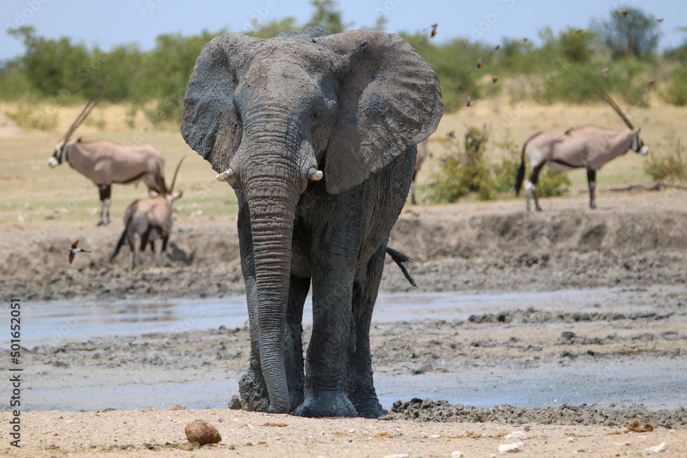 African elephant at a waterhole in Etosha National Park, Namibia African elephant at a waterhole in Etosha National Park, Namibia