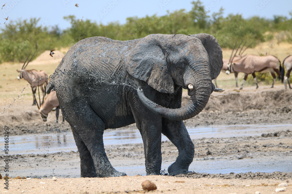Fototapeta premium Elephant enjoying the mud in Etosha National Park, namibia