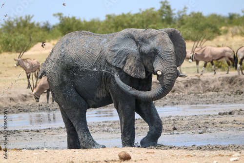 Elephant enjoying the mud in Etosha National Park  namibia