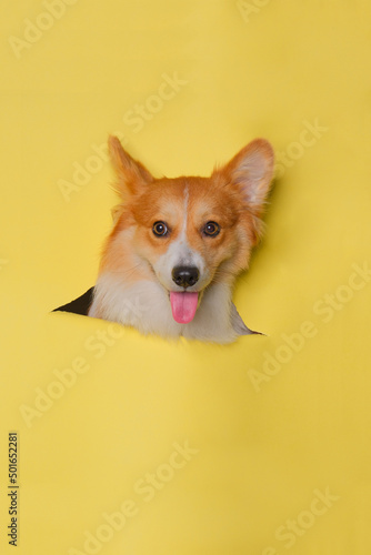a female pembroke welsh corgi dog photoshoot studio pet photography with concept breaking yellow paper head through it with expression