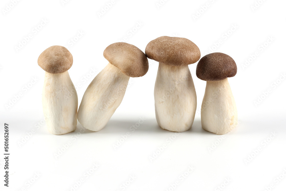 Oringi mushroom or King trumpet mushroom or Royal oyster mushroom or Eringi mushroom, on a white background. a white background. Oringi mushroom or King trumpet mushroom or Royal oyster mushroom or Eringi mushroom, on a white background. a white background.