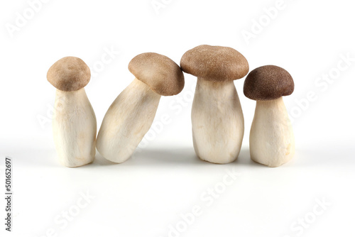 Oringi mushroom or King trumpet mushroom or Royal oyster mushroom or Eringi mushroom, on a white background. a white background.