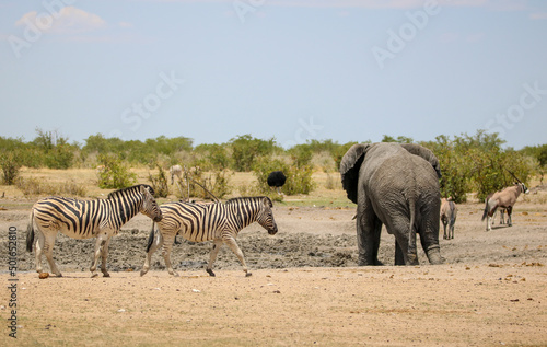 African elephant and zebra at a waterhole, Etosha National Park, Namibia