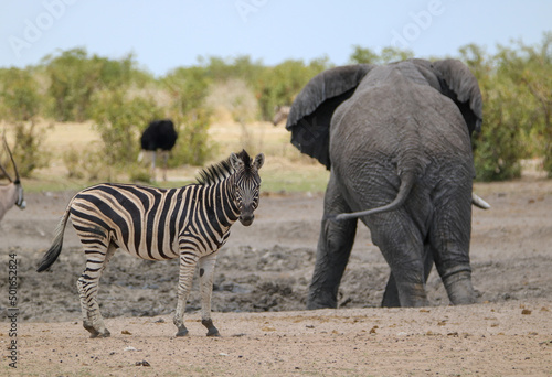 African elephant and zebra at a waterhole  Etosha National Park  Namibia